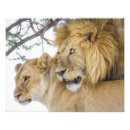 Search for lion image posters Nature