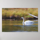 Search for trumpeter swan posters Bird
