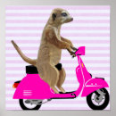 Search for meerkat posters Contemporary