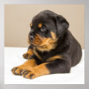 Search for rottweiler paintings posters Sweet
