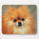 Search for pomeranian mousepads Animals