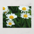 Search for spring daisy postcards Garden