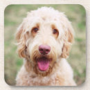 Search for mixed breed coasters Pet