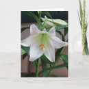 Search for scented cards White