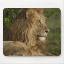 Search for panthera electronics Carnivore