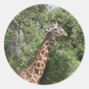 Search for giraffe head stickers Africa