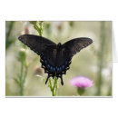 Search for swallowtail Butterfly