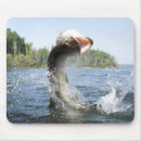 Search for pike electronics Outdoors