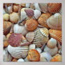 Search for clam shells posters Nautical