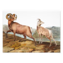 Search for wild sheep posters Vintage