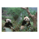 Search for panda bear art Ailuropoda melanoleuca