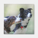 Search for border collie magnets Farm