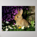 Search for rabbit other Wild