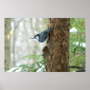 Search for nuthatch posters Nature