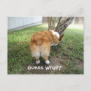 Search for funny corgis postcards Corgi butt