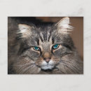 Search for long haired cat postcards Pet