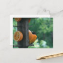Search for oriole postcards Orange