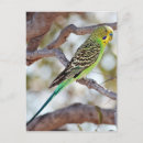 Search for budgerigar postcards Pets
