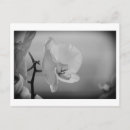 Search for orchids photography Pretty