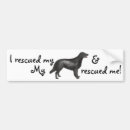 Search for flat bumper stickers Flat coated retriever