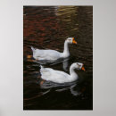 Search for swimming swan posters Birds