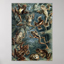 Search for naturalist posters Animal