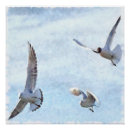 Search for seagull flying posters Wildlife