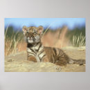 Search for cub art Siberian