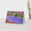 Search for bee cards Insects