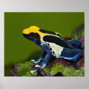 Search for darts posters Amphibian