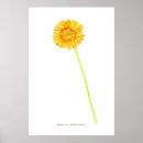 Search for gerberas posters Floral