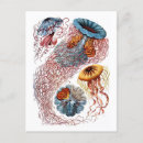 Search for haeckel postcards Jellyfish