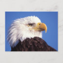 Search for threatening postcards Animal