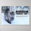 Search for norwegian forest cat Pet