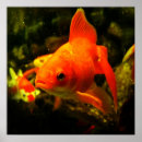 Search for aquarium posters Orange