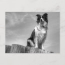 Search for dog waiting postcards Black and white