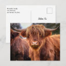 Search for scottish highland cow postcards Bull