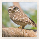 Search for 1 of colours coasters Branch
