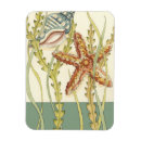 Search for seashell magnets Chariklia zarris