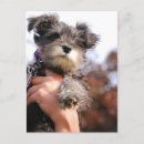 Search for schnauzer puppy postcards Miniature