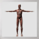 Search for muscular anatomy posters Front view