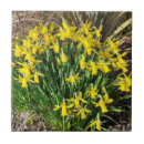 Search for daffodil tiles Yellow