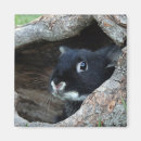 Search for rabbit magnets Cute animals