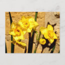 Search for jonquils postcards Yellow