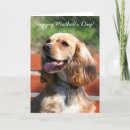 Search for cocker spaniel cards Animal
