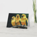 Search for sun conure cards Parrots