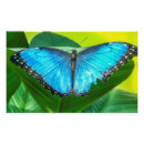 Search for morpho art Butterfly