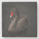 Search for beak barware Bird