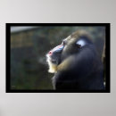 Search for small monkey art Baboon