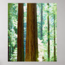 Search for abstract tree posters Branch